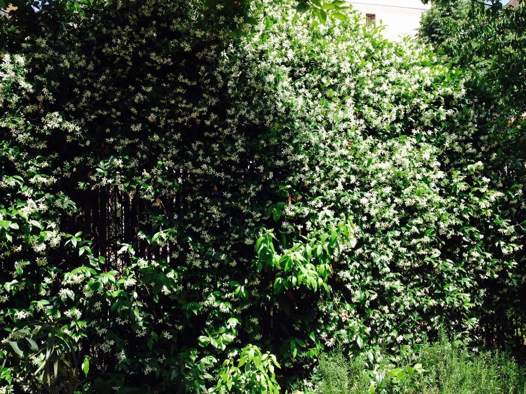 La Casa Di Scarlett Bed & Breakfast Florence Luaran gambar